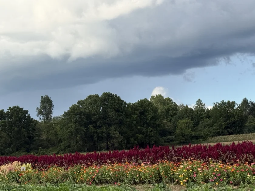 Flower fields and a tree-lined horizon beneath a broad cloudy sky.
